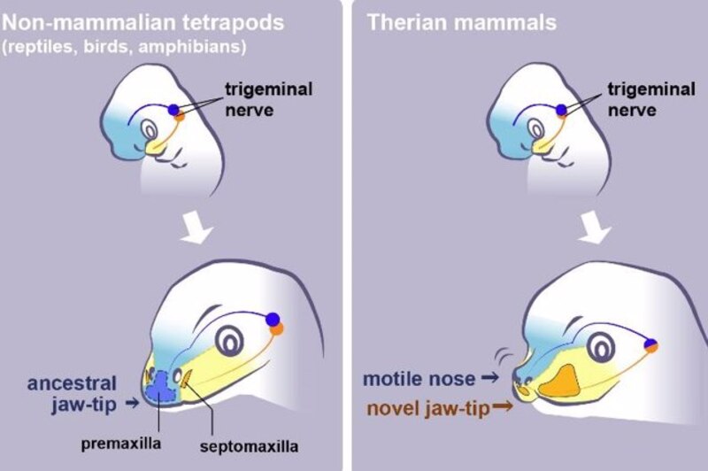 Evolución del hocico en vertebrados