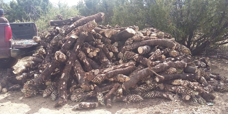 Un montón de leña cortada