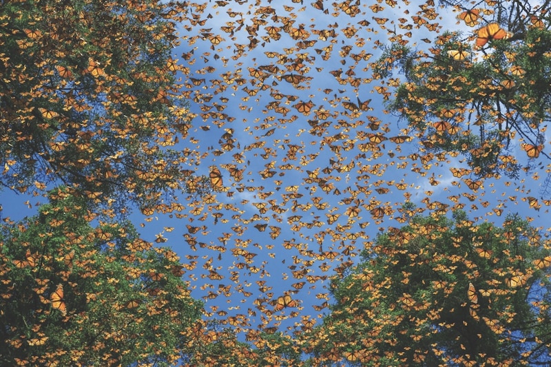 Mariposas monarca volando sobre un bosque