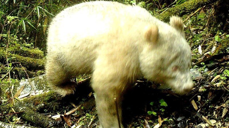 Oso panda blanco
