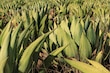 Agave maximiliana y raicilla: tradición, ciencia y conservación desde Jalisco 