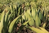 Agave maximiliana y raicilla: tradición, ciencia y conservación desde Jalisco 