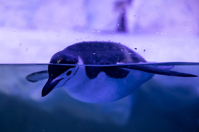 Pingüino nadando bajo el agua