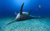 Nuevo ictiosaurio descubierto en un pozo de arcilla del Jurásico