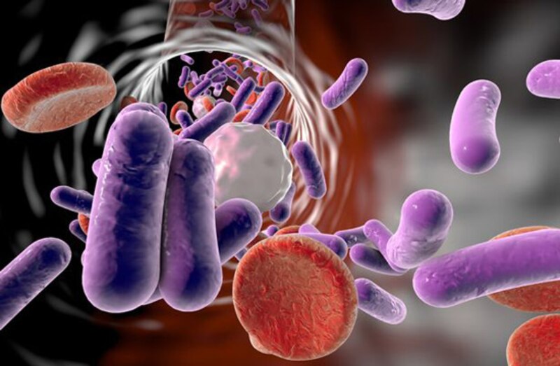 Bacterias en el torrente sanguíneo