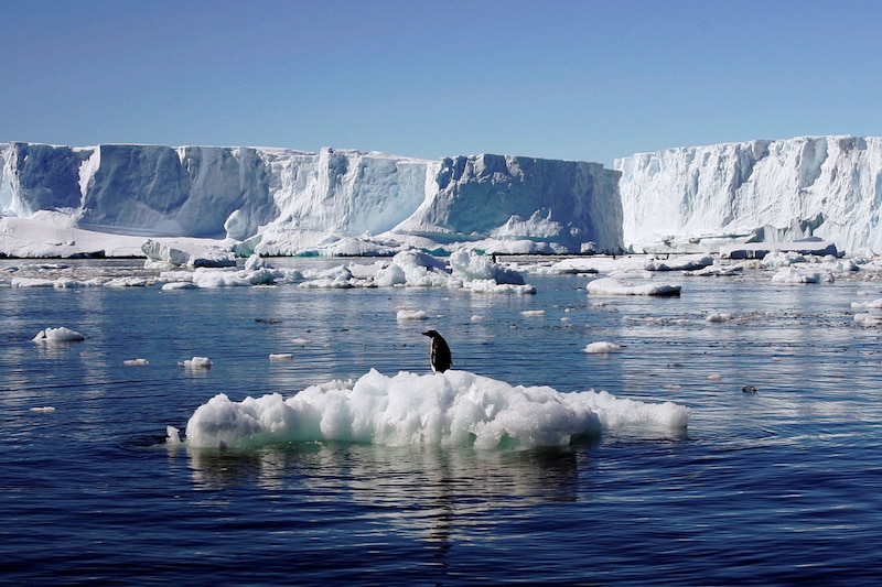 Pingüino solitario sobre un témpano de hielo en la Antártida