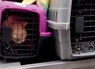 Traslado de animales mantiene tensión en el caso del Refugio Franciscano