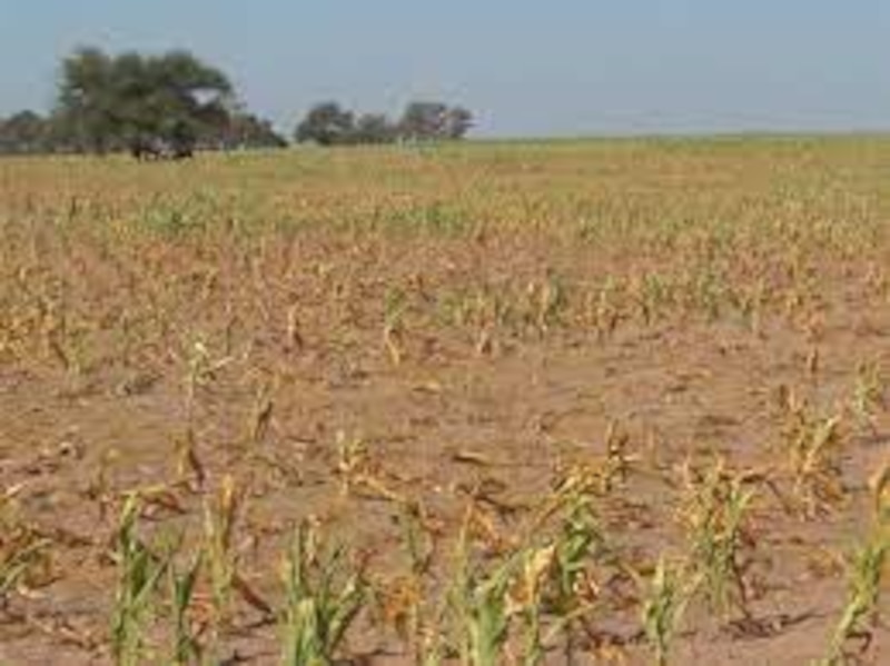 Sequía en el campo