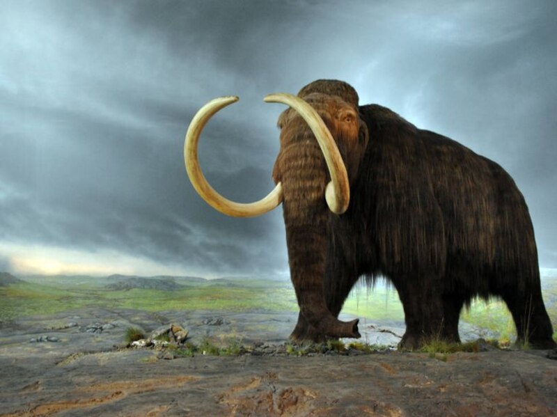 Mamut