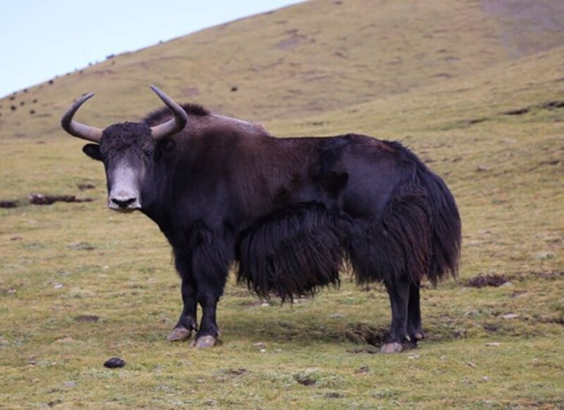 Yaks en el Himalaya