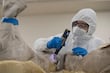 Investigadores de la UNAM descubren linaje mexicano de mamut