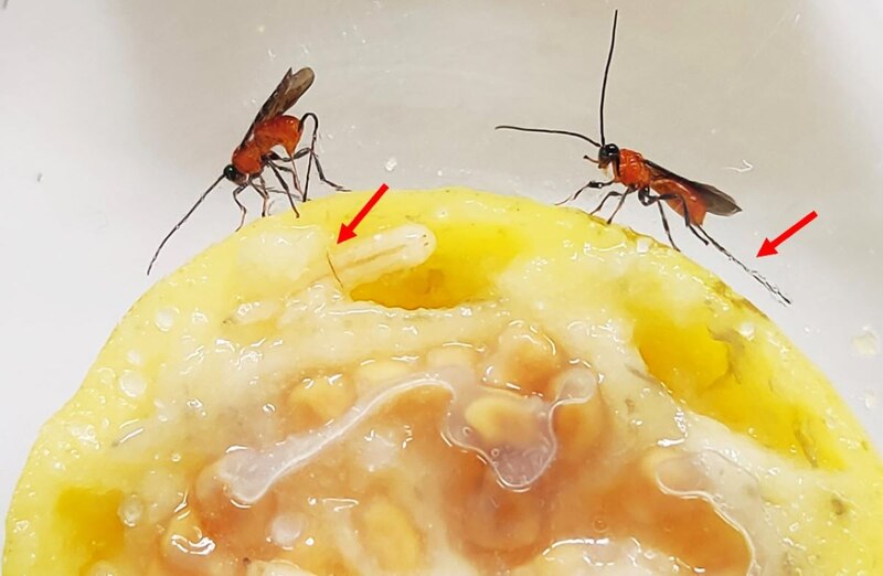Larvas de mosca en fruta
