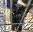 El mercado de Sonora debe dejar la venta de animales para fin de año; “No habrá prórroga”