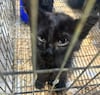 El mercado de Sonora debe dejar la venta de animales para fin de año; “No habrá prórroga”