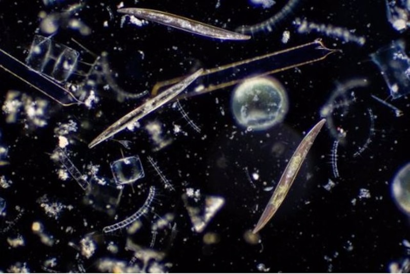 El mundo microscópico del plancton