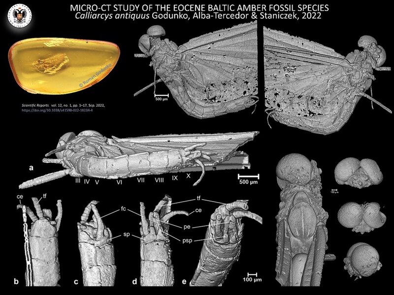 Estudio micro-CT de la especie fósil del ámbar báltico del Eoceno Calliarcys antiquus Godunko, Alba-Tercedor & Staniczek, 2022