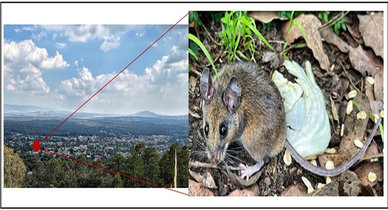 Ratón comiendo una hoja de lechuga