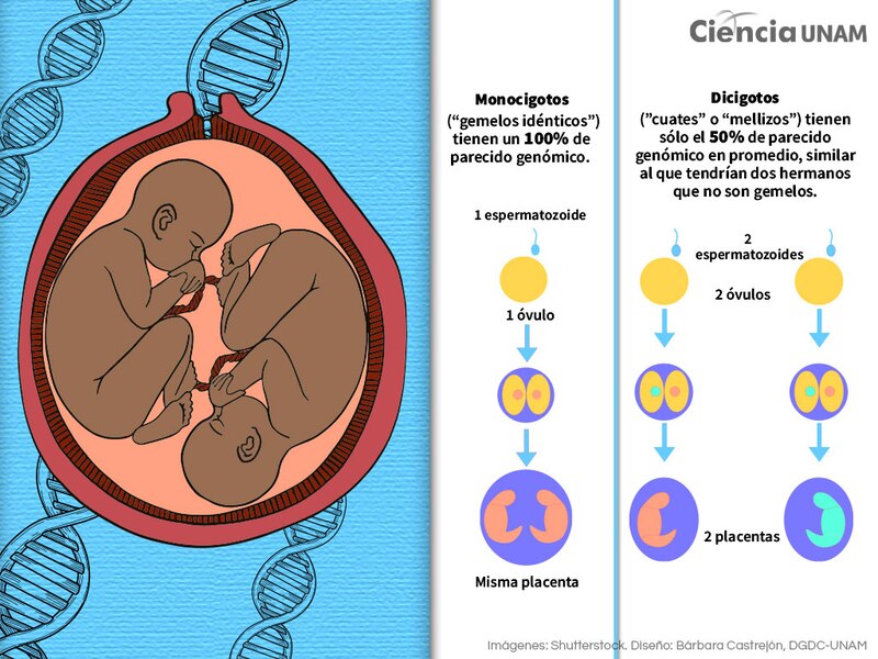 Tipos de gemelos