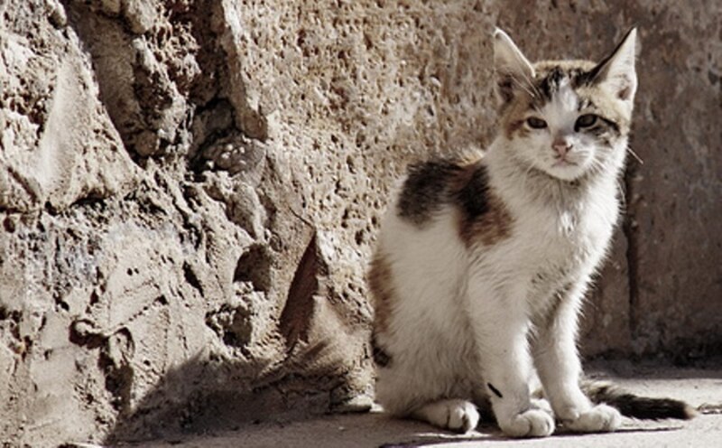 Gatito sentado junto a una pared