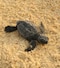 Cumple 40 años el Programa de Conservación de Tortugas Marinas de la UdeG