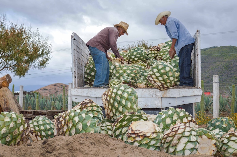 Cosecha de agave en México