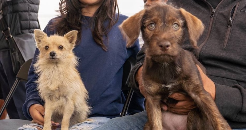 Dos cachorros en adopción