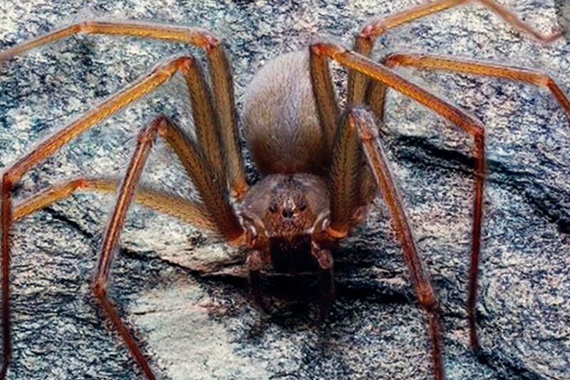 Araña lobo