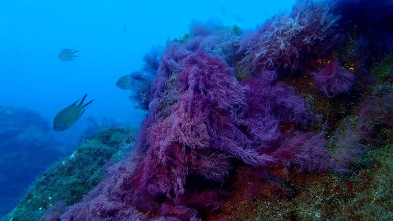 Arrecife de coral con peces nadando