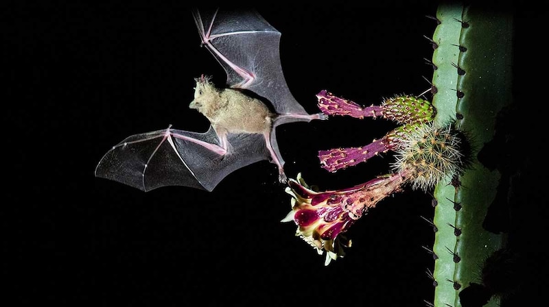 Murciélago volando sobre una flor de cactus