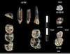 Hallan una nueva especie de Australopithecus que coexistió con los primeros Homo