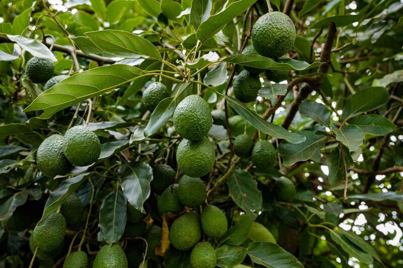 Árbol de aguacates