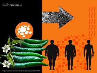 Diseñan moléculas con capsaicinas para combatir la obesidad
