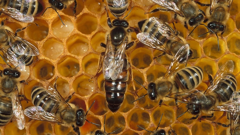 La reina de las abejas