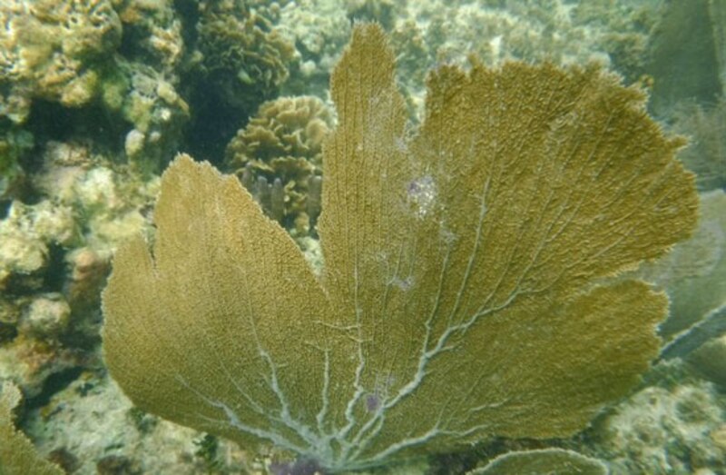 Coral cuerno de alce