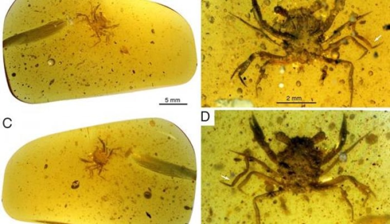 fósiles de cangrejos en ámbar
