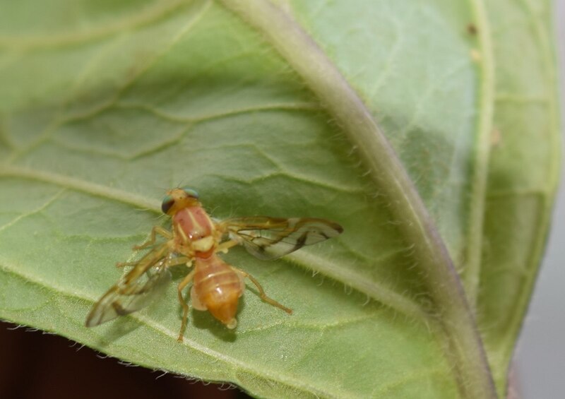 Mosca de la fruta