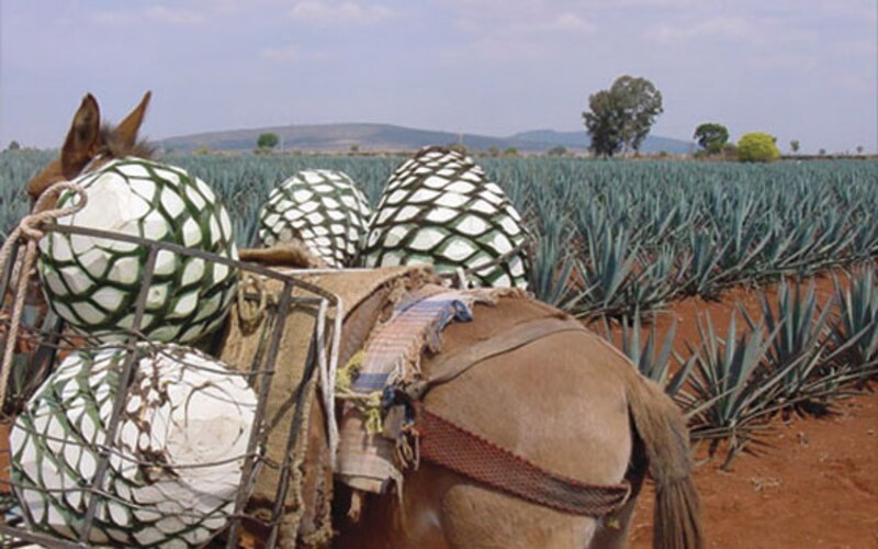 Un burro cargando piñas en una plantación de agave