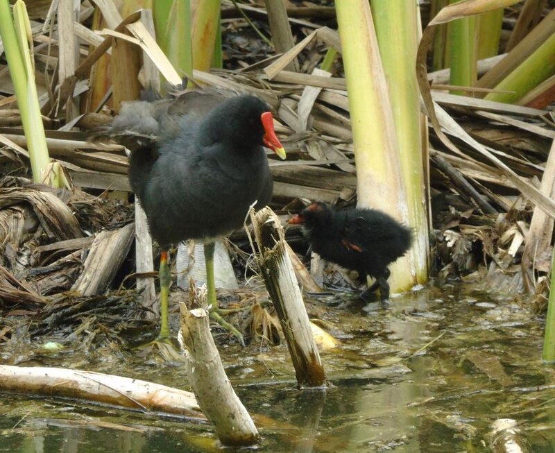 Focha común (Fulica atra) con su polluelo.