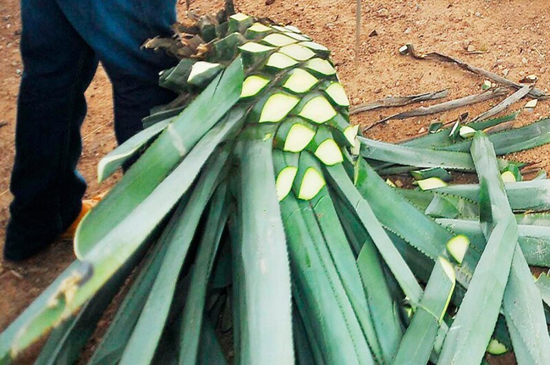 Un hombre corta las hojas de una planta de agave con un cuchillo.