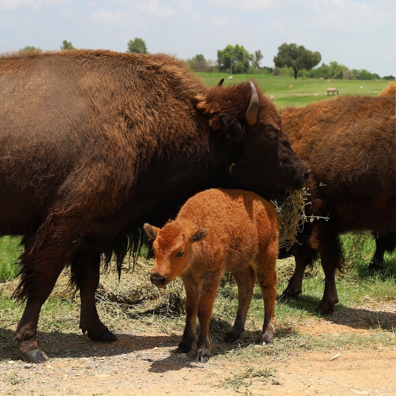 Bisonte americano con su cría