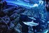 El calentamiento global puede dejar a los tiburones sin dientes
