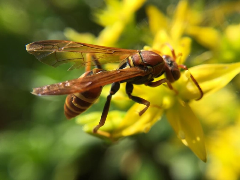 Una avispa en una flor amarilla