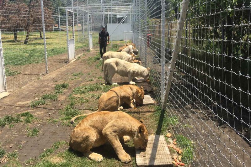Leones en cautiverio