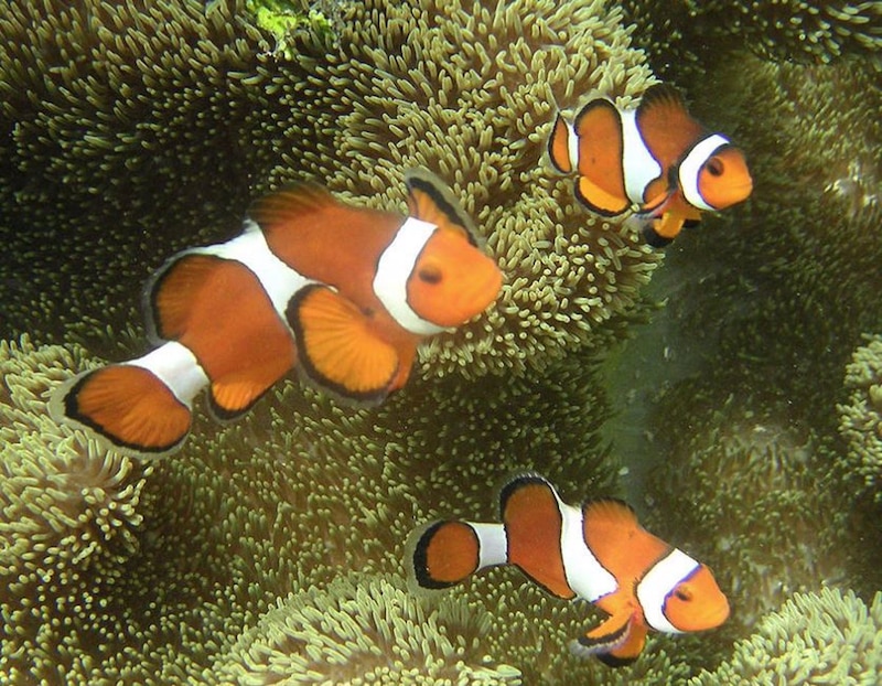 Peces payaso nadando entre anémonas