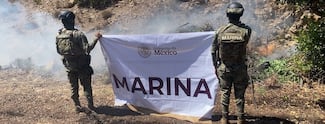Marina destruye más de 291 mil plantas de marihuana en operativo en Baja California