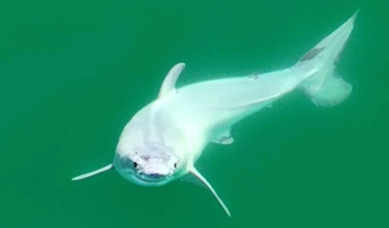 Tiburón blanco