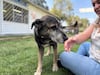 43 perros esperan una familia en el albergue del Metro