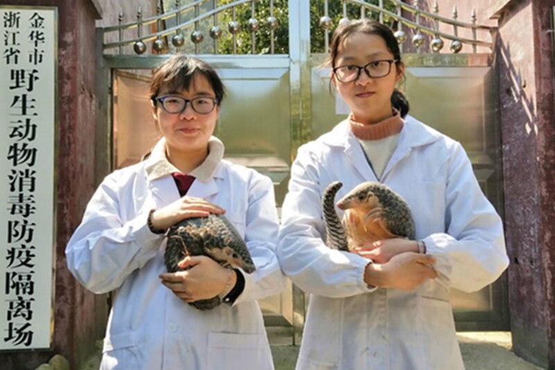 Estudiantes de biología con pangolines