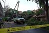 Caída de árbol en colonia Xoco deja sin luz a vecinos de la Benito Juárez este 23 de junio