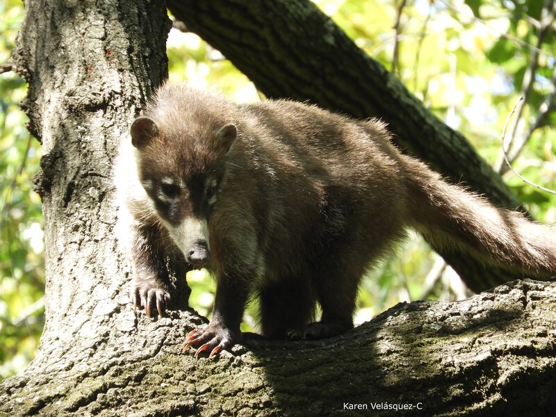 Un coatí en un árbol